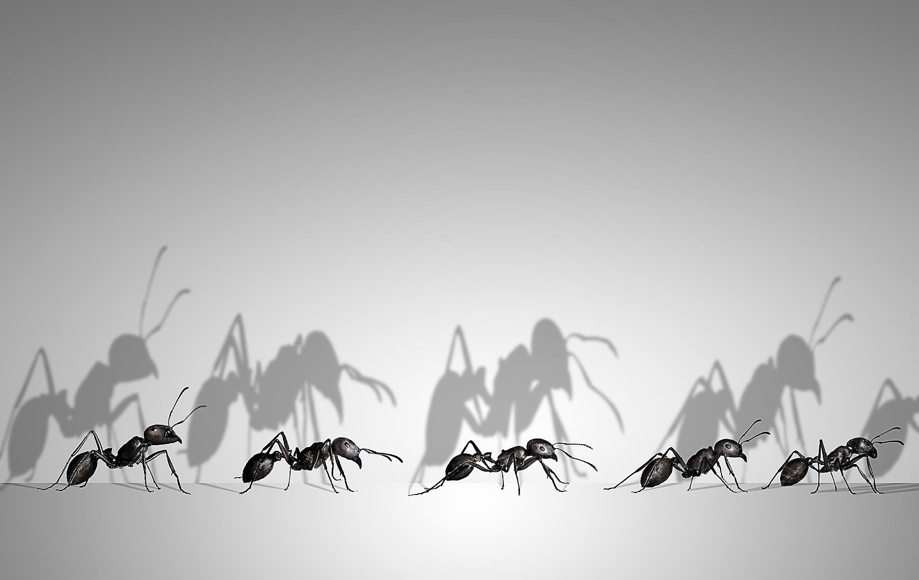Ants marching in a line photo-illustration by John Kuczala