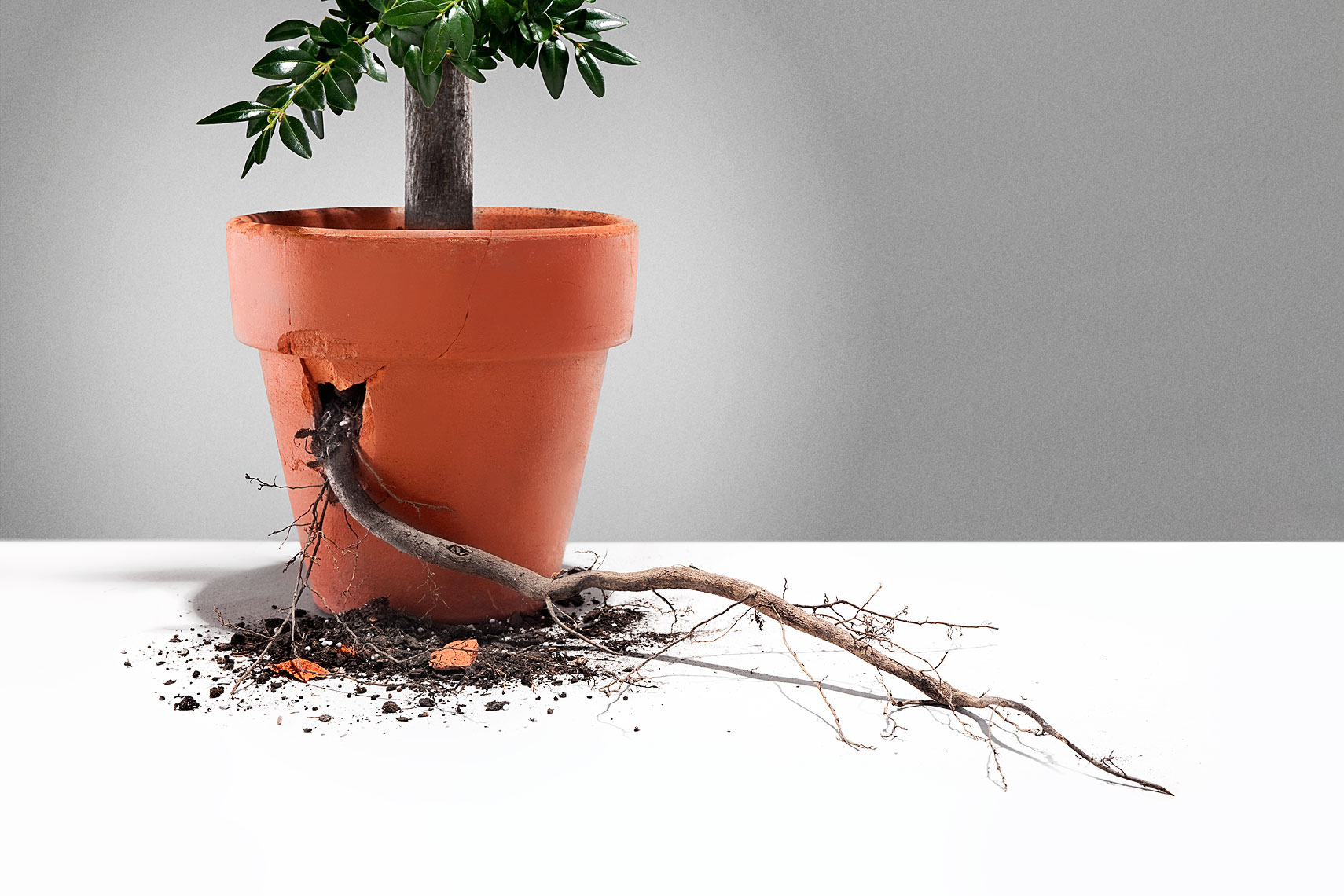 Growing roots breaking free conceptual photo by John Kuczala