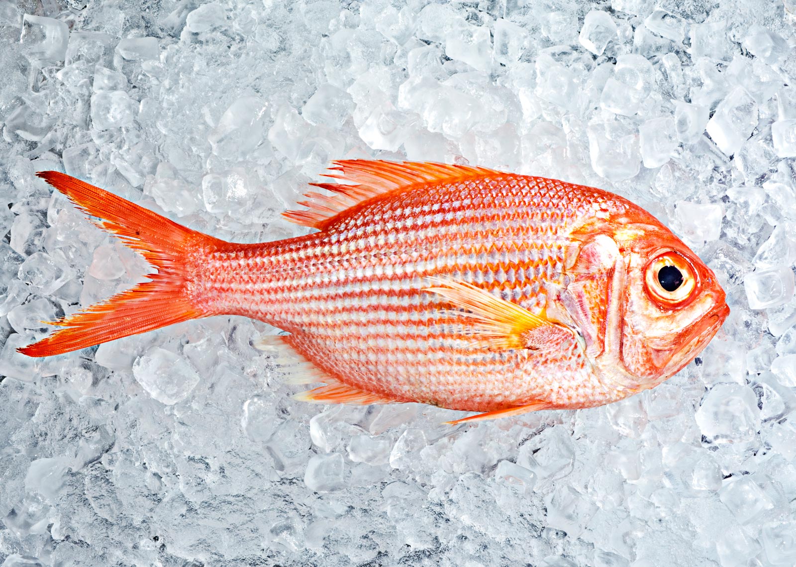 snapper_on_ice.jpg