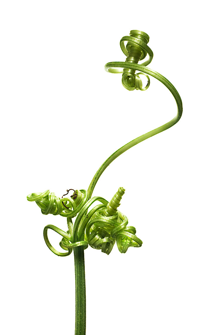 vine005.jpg